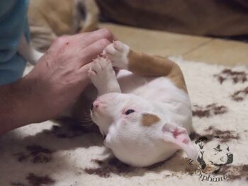 Vrh S 74 Vrh S štěňata stafordšírského bulteriéra vrh S de Orphanus