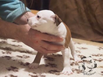 Vrh S 75 Vrh S štěňata stafordšírského bulteriéra vrh S de Orphanus