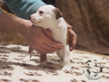 Vrh S 76 Vrh S štěňata stafordšírského bulteriéra vrh S de Orphanus