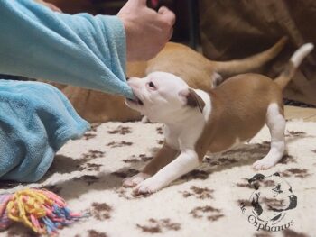 Vrh S 77 Vrh S štěňata stafordšírského bulteriéra vrh S de Orphanus