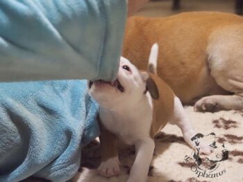 Vrh S 78 Vrh S štěňata stafordšírského bulteriéra vrh S de Orphanus