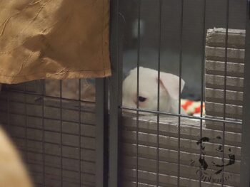 Vrh S 79 Vrh S štěňata stafordšírského bulteriéra vrh S de Orphanus