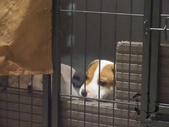 Vrh S 80 Vrh S štěňata stafordšírského bulteriéra vrh S de Orphanus