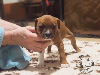 Vrh S 81 Vrh S štěňata stafordšírského bulteriéra vrh S de Orphanus