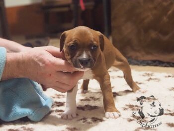 Vrh S 82 Vrh S štěňata stafordšírského bulteriéra vrh S de Orphanus