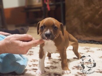 Vrh S 83 Vrh S štěňata stafordšírského bulteriéra vrh S de Orphanus