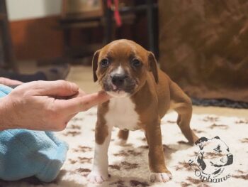 Vrh S 84 Vrh S štěňata stafordšírského bulteriéra vrh S de Orphanus