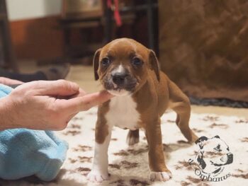 Vrh S 85 Vrh S štěňata stafordšírského bulteriéra vrh S de Orphanus