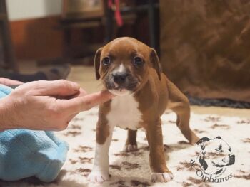 Vrh S 86 Vrh S štěňata stafordšírského bulteriéra vrh S de Orphanus