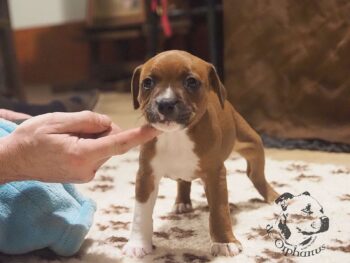 Vrh S 87 Vrh S štěňata stafordšírského bulteriéra vrh S de Orphanus