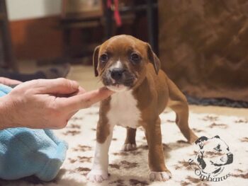 Vrh S 88 Vrh S štěňata stafordšírského bulteriéra vrh S de Orphanus