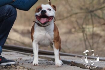 Cháron de Orphanus galerie 18 Cháron de Orphanus galerie stafordšírský bulteriér pohyb zahrada