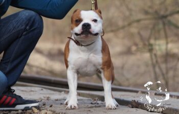 stafordšírský bulteriér pohyb zahrada