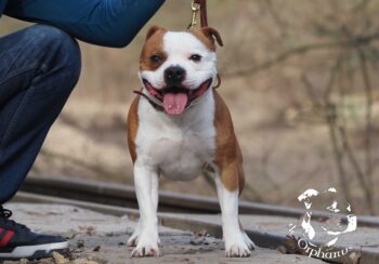 stafordšírský bulteriér pohyb zahrada
