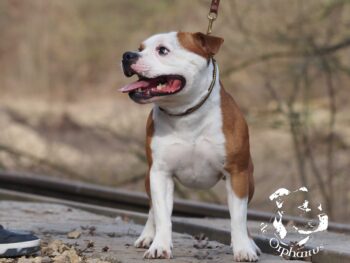 stafordšírský bulteriér pohyb zahrada