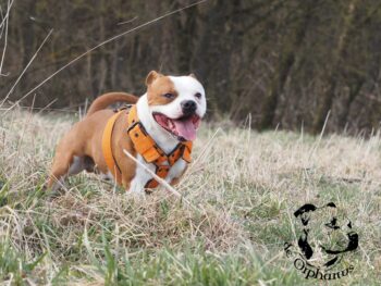 Cháron de Orphanus galerie 14 Cháron de Orphanus galerie stafordšírský bulteriér pohyb zahrada