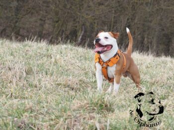 Cháron de Orphanus galerie 13 Cháron de Orphanus galerie stafordšírský bulteriér pohyb zahrada