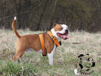 stafordšírský bulteriér pohyb zahrada