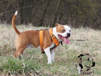 Cháron de Orphanus galerie 8 Cháron de Orphanus galerie stafordšírský bulteriér pohyb zahrada