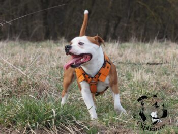 stafordšírský bulteriér pohyb zahrada
