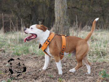 stafordšírský bulteriér pohyb zahrada