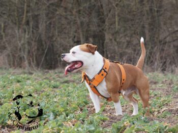 Cháron de Orphanus galerie 11 Cháron de Orphanus galerie stafordšírský bulteriér pohyb zahrada