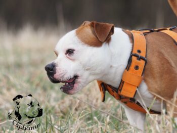 stafordšírský bulteriér pohyb zahrada