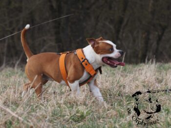 stafordšírský bulteriér pohyb zahrada