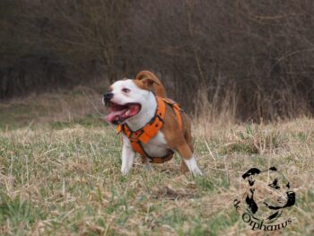 Cháron de Orphanus galerie 5 Cháron de Orphanus galerie stafordšírský bulteriér pohyb zahrada