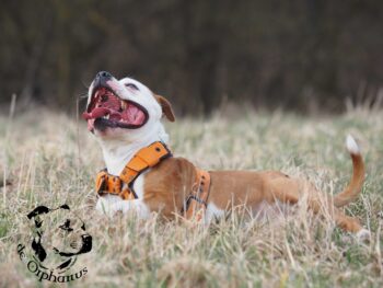 stafordšírský bulteriér pohyb zahrada