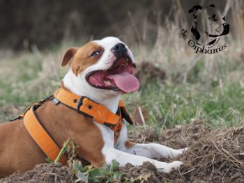 stafordšírský bulteriér pohyb zahrada