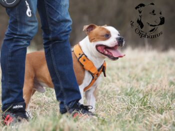 Cháron de Orphanus galerie 1 Cháron de Orphanus galerie stafordšírský bulteriér pohyb zahrada