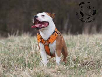 stafordšírský bulteriér pohyb zahrada