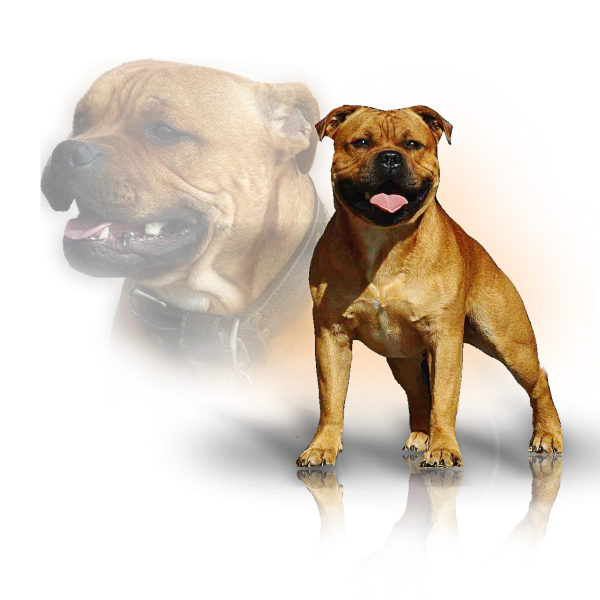 Staffordshire Bull Terrier males