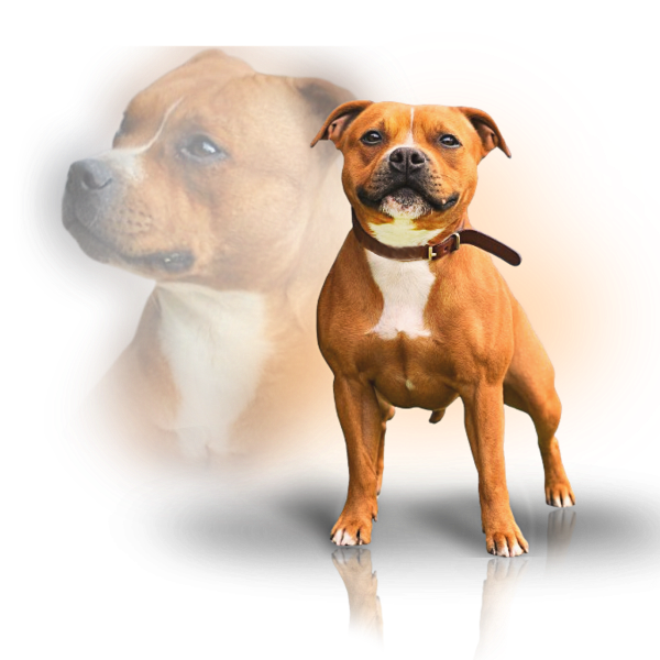 Staffordshire bull terrier female