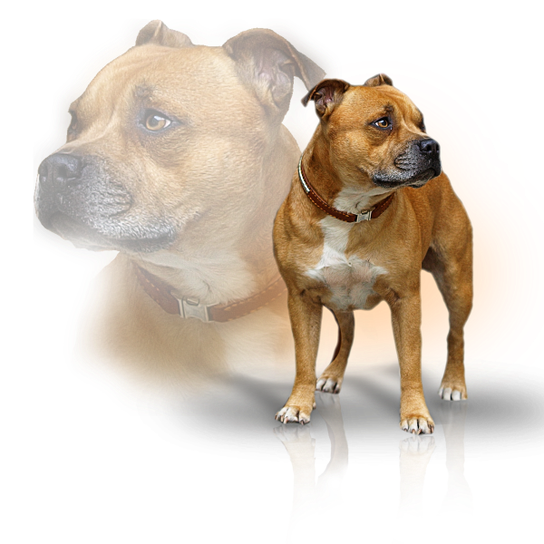 Staffordshire Bull Terrier males