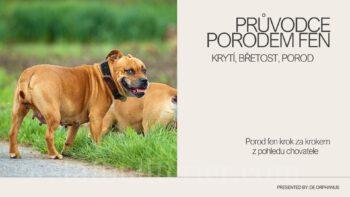 průběh porodu feny