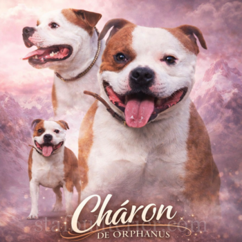 Grafika pro chovatele charon