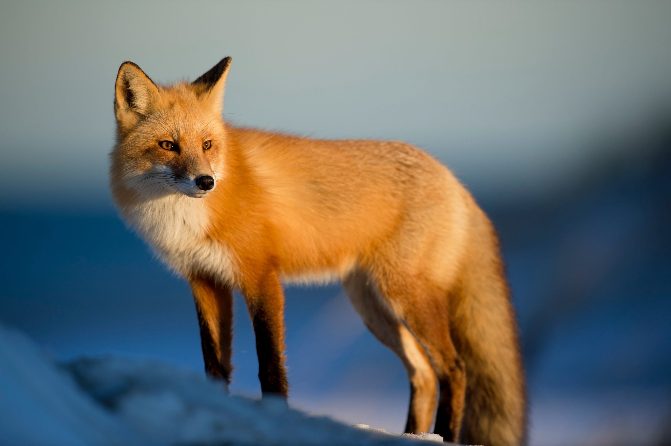 stocksnap fox 2597803 scaled